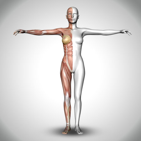 3D render of a medical female figure with half of the body showing muscle mapの写真素材