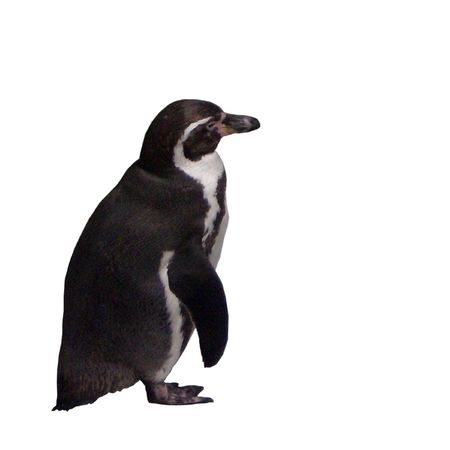 Penguinの写真素材