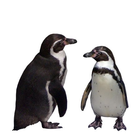 Penguinsの写真素材