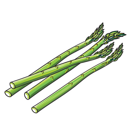 Asparagus spearsのイラスト素材