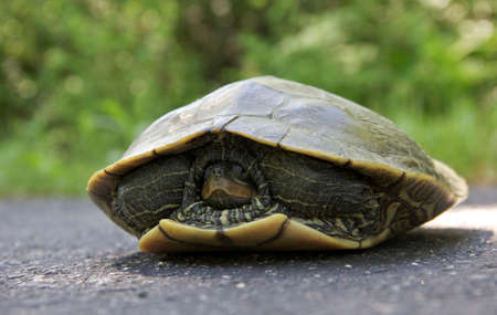 Painted turtle with head tucked inside.の写真素材