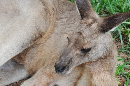 Close-up Portrait of a Resting Kangarooの写真素材