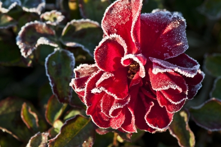Frosty Red Rose - Closeupの写真素材