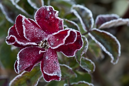 Red Rose Covered with Frost - Closeupの写真素材
