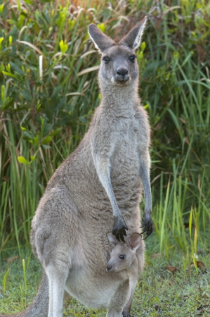 Kangaroo Mother With Baby Joey in Pouchの写真素材