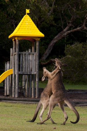 Boxing Kangaroos on a Playgroundの写真素材