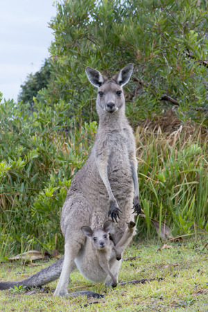 Kangaroo Female With a Baby Joey in Pouchの写真素材