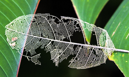 A dead leaf rests in a gap between two living leaves, with the vein structure easily visible. Tortuguero National Park, Costa Rica.の写真素材