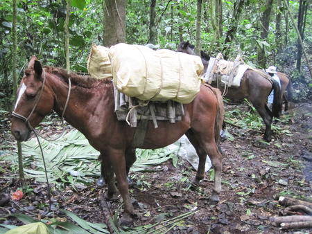 A horse is loaded with gear in the traditional Belizean way.の写真素材