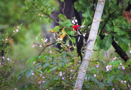 An adult male pileated woodpecker (Dryocopus pileatus) climbs a tree in search for food in southern Belize.の写真素材