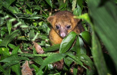 A young kinkajou (Potos flavus) in the jungle in Belize.の写真素材