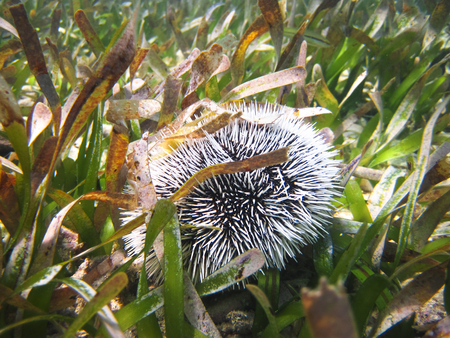 A sea urchin among the sea grass off the coast of Belize.の写真素材