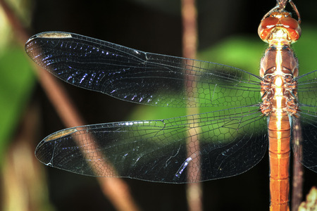 Close-up of a dragonfly wing as it rests on a branch at night in Belize.の写真素材