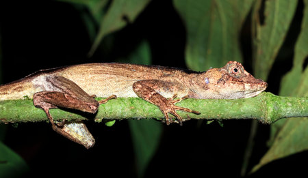 A female bighead anole (Norops capito) rests on a branch at night in Belize.