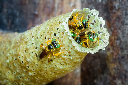Stingless bees (Tetragonisca angustula) at the entrance to their nest in Talamanca, Costa Rica.の写真素材