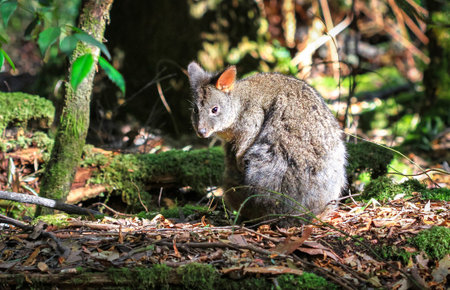 A Tasmanian pademelon (Thylogale billardierii) cleaning itself in the sunlight in Mt. Field National Park, Tasmania.の写真素材