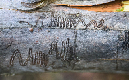 Insect galleries on a fallen log in Tasmania, Australia.の写真素材