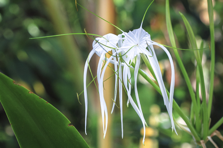 A beach spider lily (Hymenocallis littoralis) with long white petals grows in the jungle in Costa Rica.の写真素材