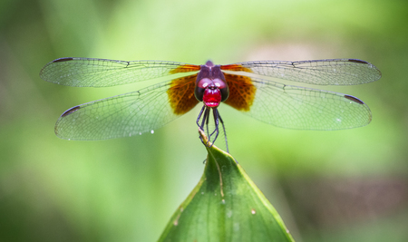 A dragonfly sits on a leaf tip in Tortuguero National Park, Costa Rica.の写真素材