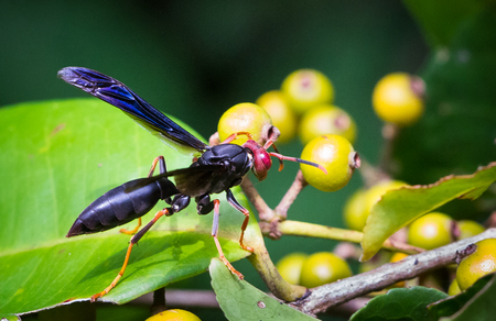 Wasp in the jungle of Tortuguero National Park, Costa Rica.の写真素材