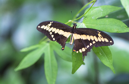 A Thoas swallowtail butterfly (Papilio thoas) landing on a leaf in Costa Rica.の写真素材