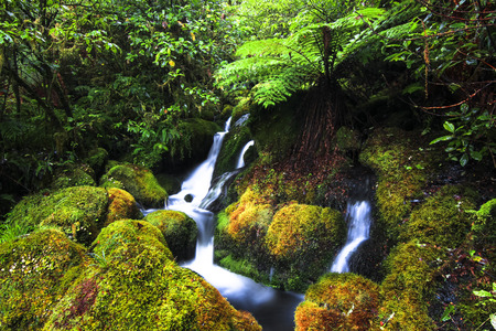 A small stream flows through a lush mossy section of temperate rainforest near Lake Waikaremoana, New Zealand.の写真素材