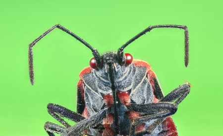A boxelder bug (Boisea trivittata), commonly known as a stinkbug.の写真素材