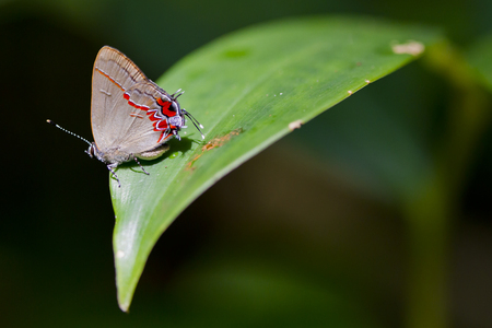 A hairstreak butterfly (Calycopis drusilla) on a sunlit leaf in Cahuita National Park, Costa Rica.の写真素材
