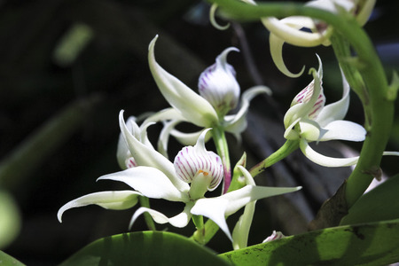 Wild orchids growing in the dark Costa Rican jungle.の写真素材