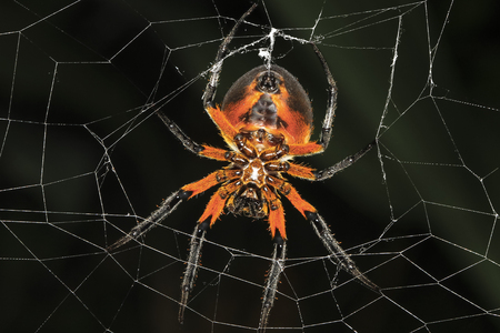 A tropical red and black orb-weaving spider (Eriophora fuliginea) on its web in Talamanca, Costa Rica.の写真素材