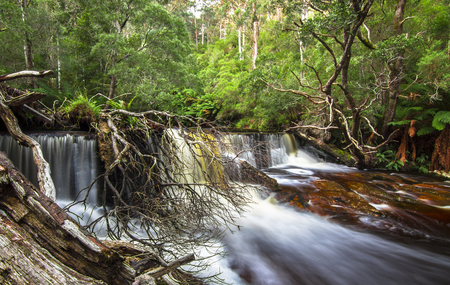 Water plummets over a rocky ledge and around fallen trees in northeast Tasmania.の写真素材