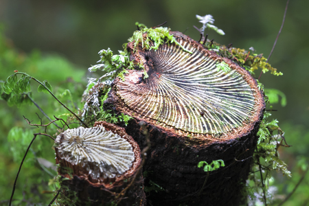 A small tree is cut near the base revealing the pattern of the veins inside. Photographed on New Zealand's south island.の写真素材
