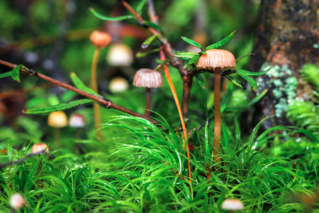 Marasmius mushrooms growing among grass in Arthur's Pass National Park, New Zealand.