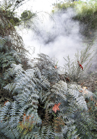 Ferns covered in dust sit next to a pool heated by geothermal activity in Kuirau Park in Rotorua, New Zealand.の写真素材