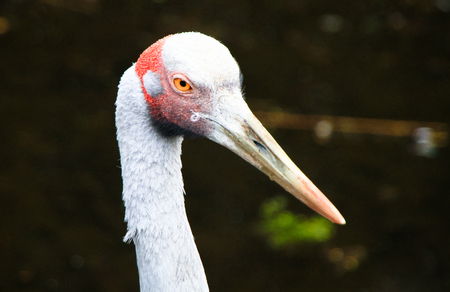 An adult brolga (Grus rubicunda) up close in Victoria, Australia.の写真素材