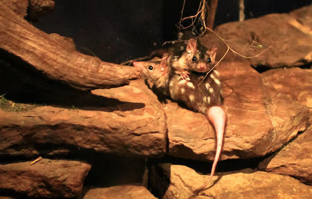 A pair of eastern quolls (Dasyurus viverrinus) in a rocky habitat at night, Victoria, Australia.の写真素材