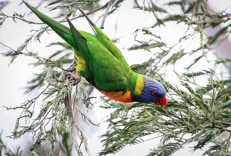 A rainbow lorikeet (Trichoglossus moluccanus) in a tree at the Darebin Parklands, Victoria, Australia.の写真素材