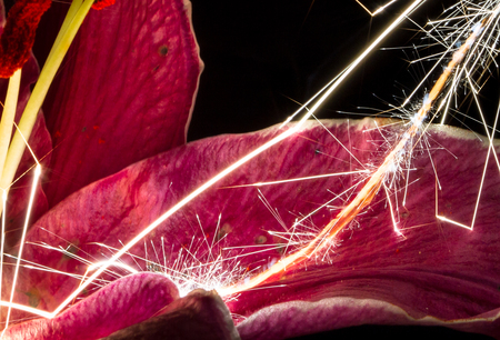Large sparks rain down on an oriental lily (Lilium sp.) and bounce around on the petals.の写真素材