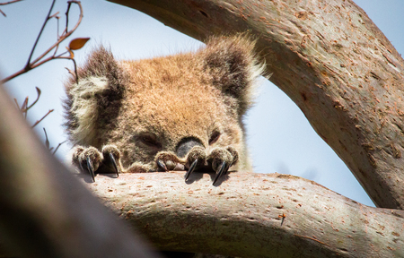 An adult koala (Phascolarctos cinereus) peeks over a tree branch in the Great Otway National Park, Victoria, Australia.の写真素材