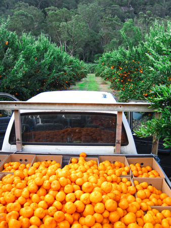 A truck full of mandarins on a fruit farm in New South Wales, Australia.の写真素材