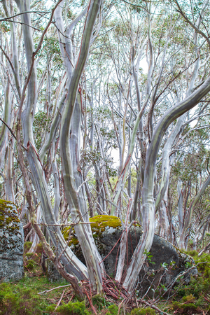Snow gum trees(Eucalyptus pauciflora) in Baw Baw National Park, Australia.の写真素材