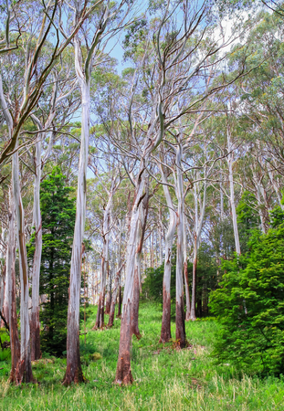 Eucalypt forest in the Yarra Ranges National Park, Victoria, Australia.の写真素材