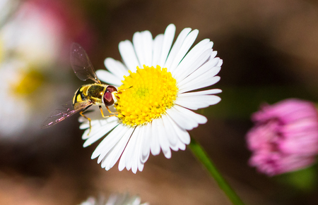 A hoverfly (family Syrphidae) on a daisy flower in Melbourne, Australia.の写真素材