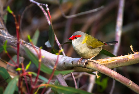 A red-browed finch (Neochmia temporalis) at Yarra Bend Park in Victoria, Australia.