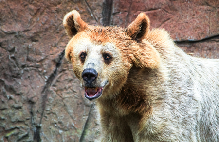 Syrian brown bear (Ursus arctos syriacus).の写真素材