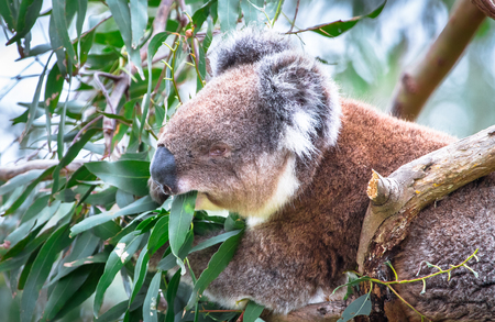 An adult koala (Phascolarctos cinereus) eating eucalyptus leaves in the Great Otway National Park, Victoria, Australia.の写真素材