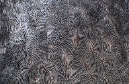 Feathers of a black currawong (Strepera fuliginosa) in the Blue Mountains National Park, Australia.の写真素材