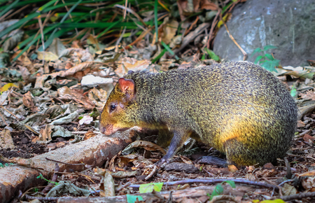 An adult agouti (Dasyprocta sp.) foraging on the ground.の写真素材