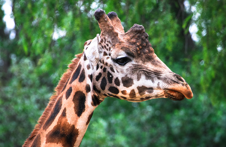 Closeup of the head of a giraffe.の写真素材