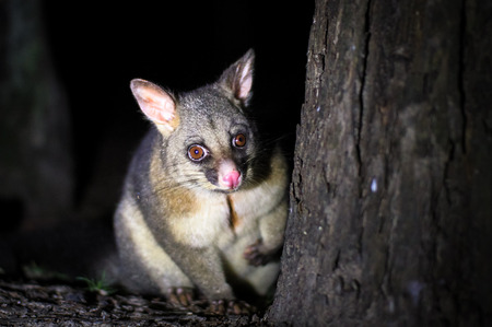 A common brushtail possum (Trichosurus vulpecula) in a wooded area of Victoria, Australia.の写真素材